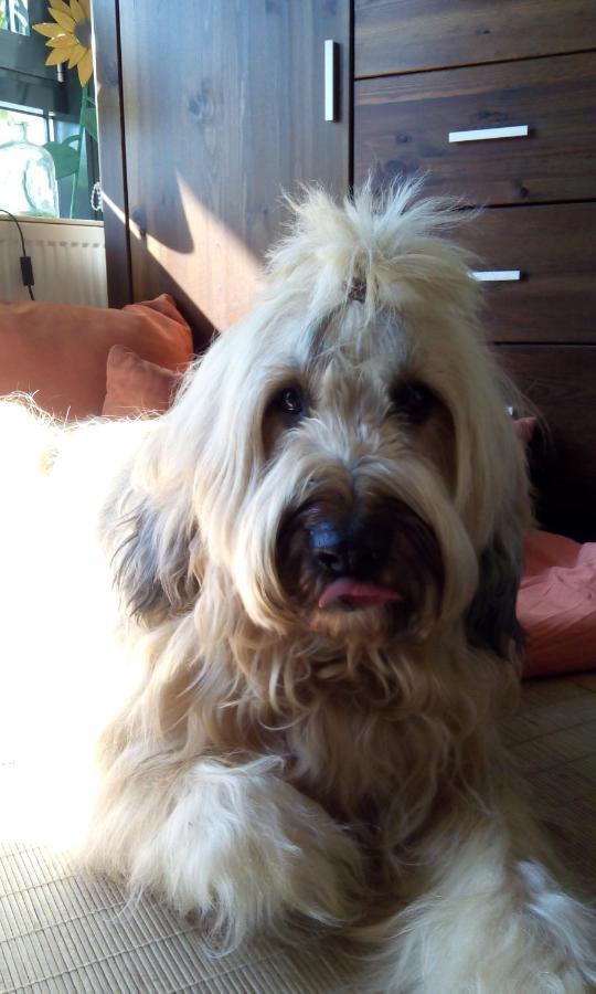 Ferienappartement Potthoff 2 -Hund Willkommen- 阿尔特瑙 外观 照片